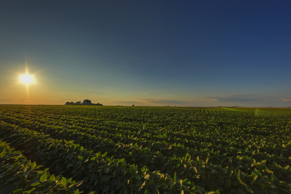 field-crop-insurance-links